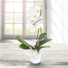 Orchid Plant