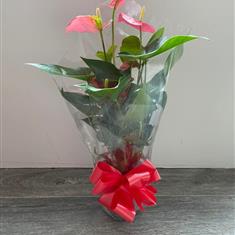 Anthurium Plant
