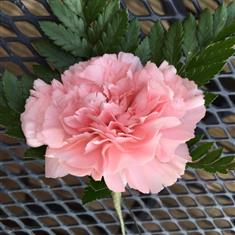 Carnation button hole