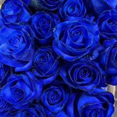 Blue Button Holes