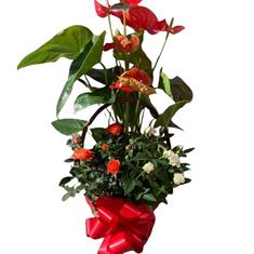 Red planted basket Arrangement 