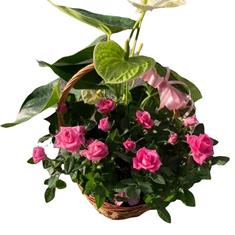 Florist Choice Planted Basket Arrangement 